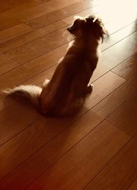 High angle view of cat sitting on hardwood floor