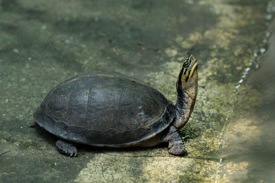 Close-up of turtle on field