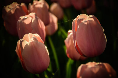 Close-up of rose tulip