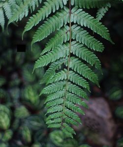 Close-up of fern leaves