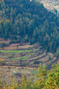 High angle view of trees in forest