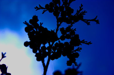 Low angle view of plant against blue sky