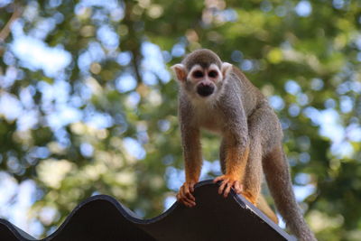 Low angle view of monkey on tree