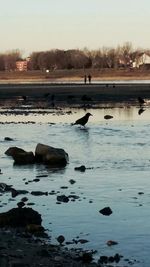 Flock of birds in sea against sky