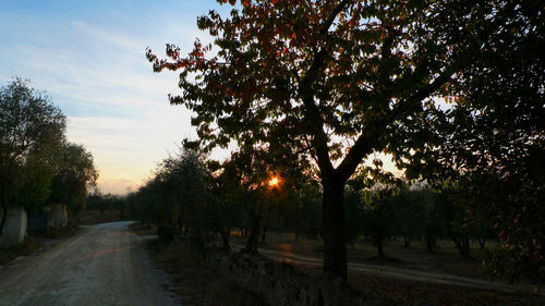 Road amidst trees against sky during sunset