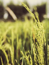 Close-up of stalks in field