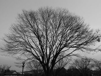Low angle view of bare tree against clear sky