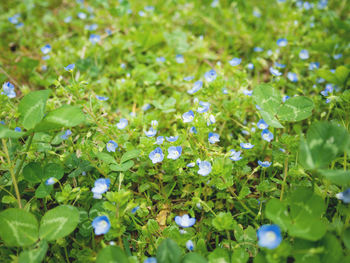 Close-up of flowering plant