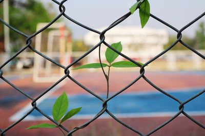 Close-up of chainlink fence