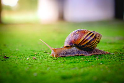 Close-up of snail on grass