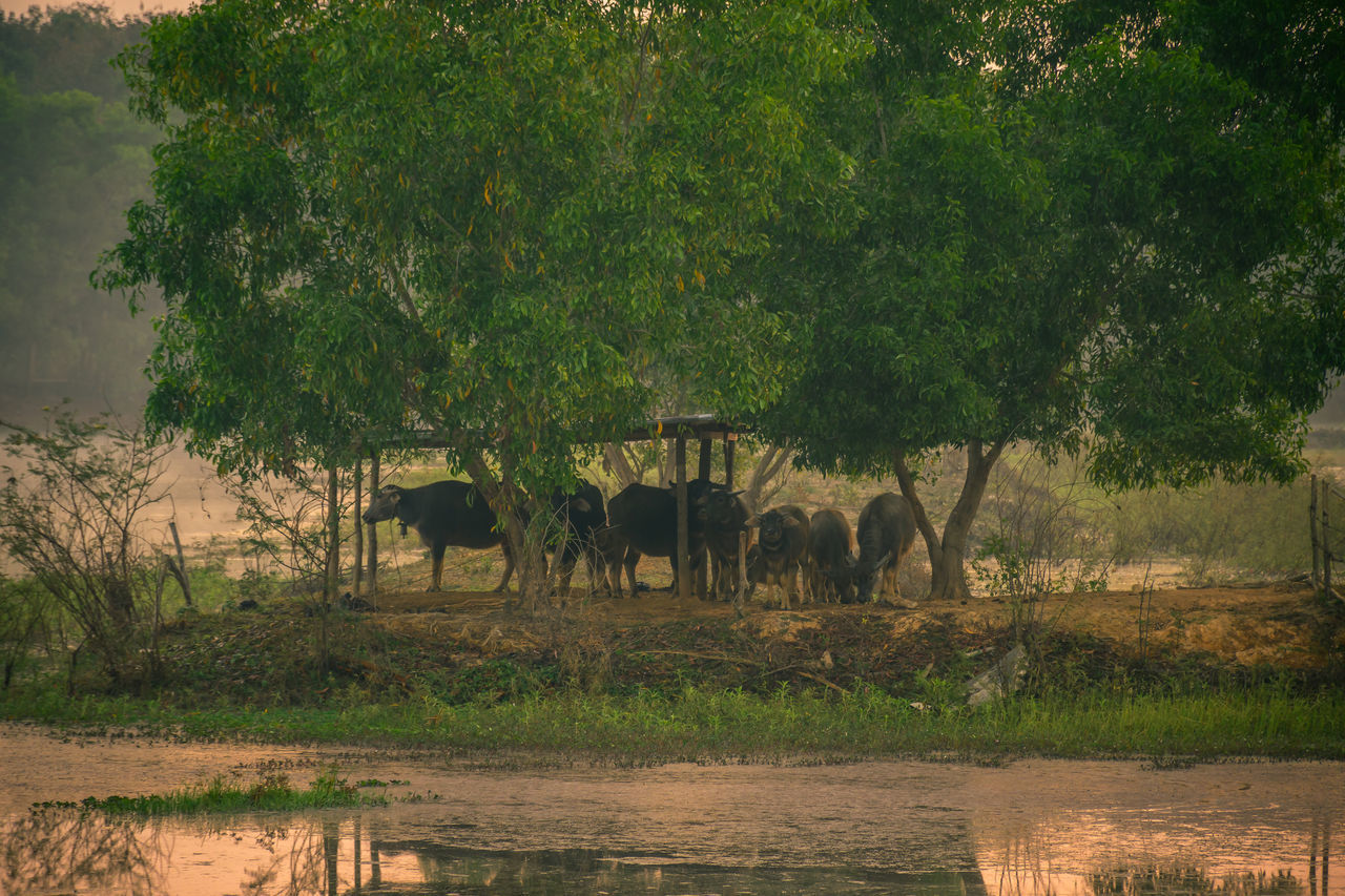 VIEW OF HORSES ON FIELD BY THE LAKE