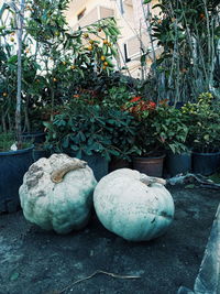 Close-up of potted plants in yard