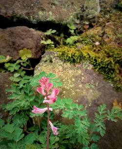 Close-up of wet pink flowers blooming outdoors