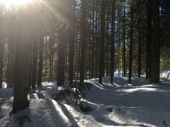 Sunlight streaming through trees in forest during winter