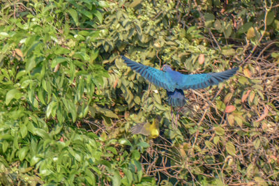 Blue bird flying over plants