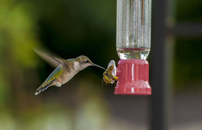 Close-up of humming bird flying