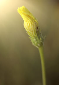 Close-up of flower against blurred background