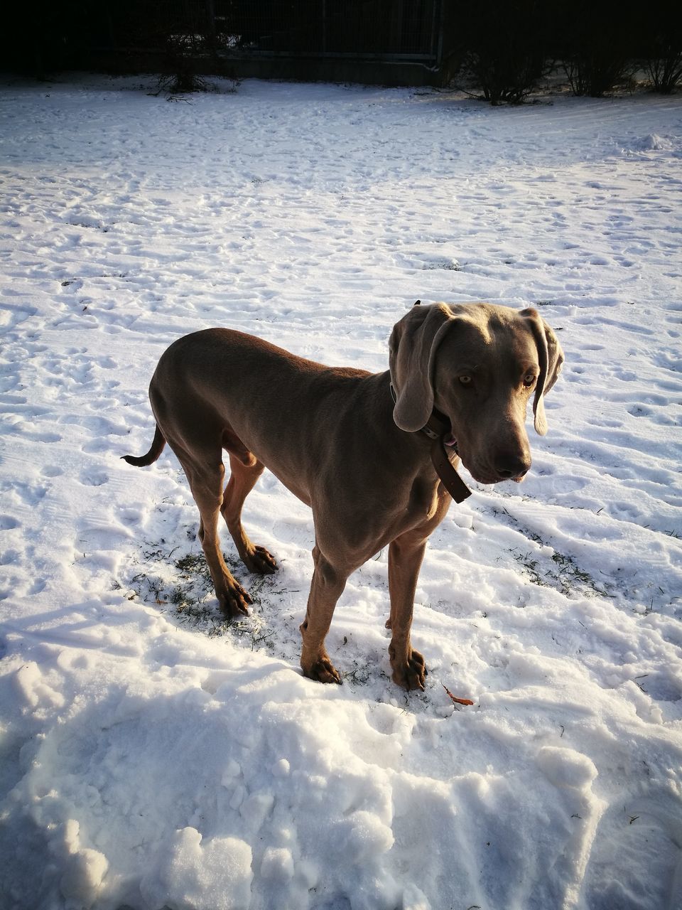 dog, animal themes, snow, pets, domestic animals, mammal, winter, cold temperature, outdoors, field, nature, no people, day