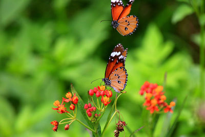 Close-up of butterfly pollinating on flower