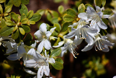 Close-up of white flowering plant