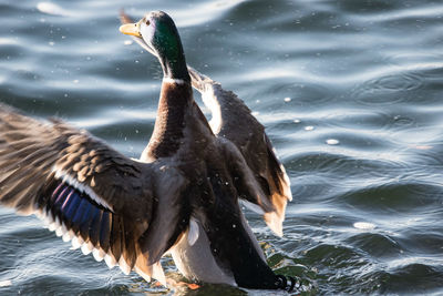 Close-up of duck in lake