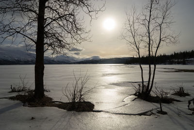 Scenic view of bare tree against sky during winter