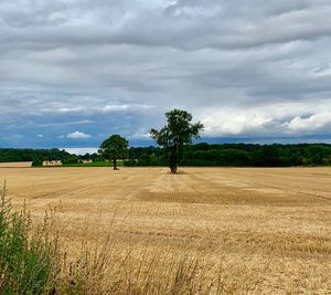 Scenic view of agricultural field against sky