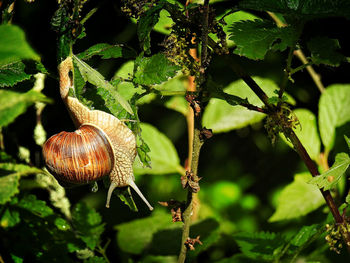 Close-up of snail on plant