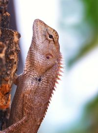 Close-up of a lizard