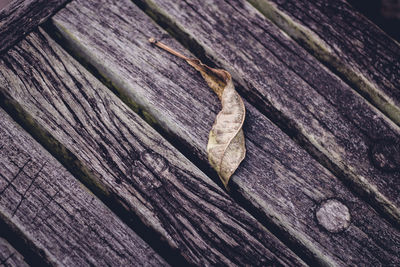 Close-up of wood