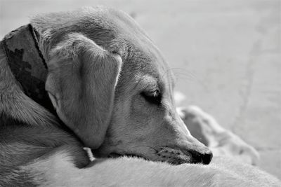 Close-up of dog relaxing