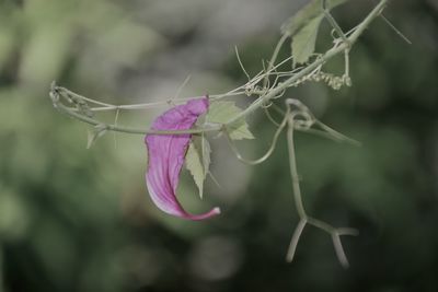 Close-up of purple flowering plant