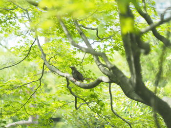 Low angle view of bird on tree