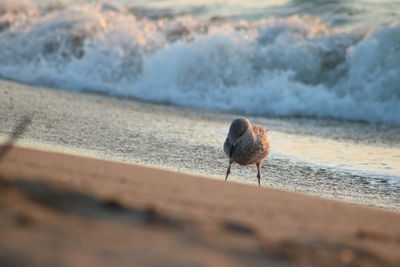 Seagull perching on a beach