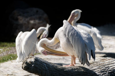 Close-up of pelican