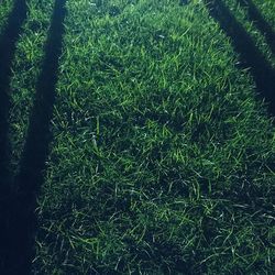 Trees on grassy field