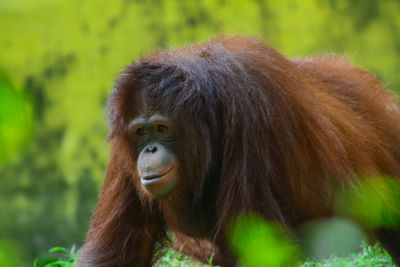 Close-up of monkey