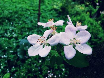 Close-up of white flowering plant in park