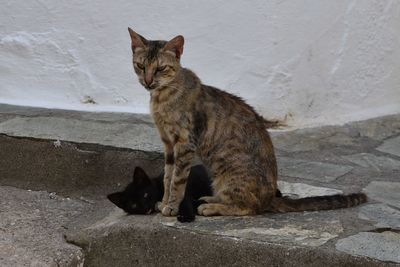 Cat sitting outdoors