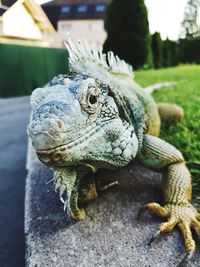 Close-up of lizard