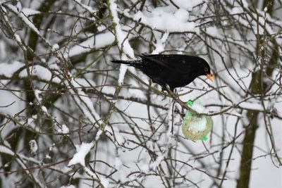 Bird perching on snow covered tree