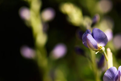 Close-up of purple flowering plant