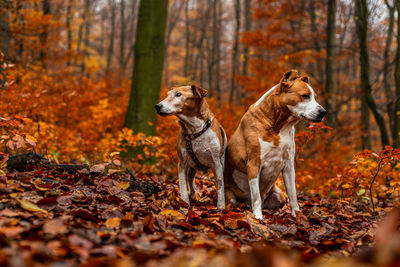 Dog couple in autumn forest