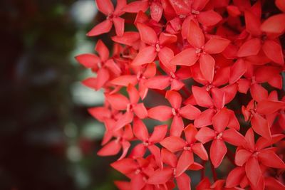 Close-up of red flowering plant