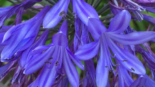 Close-up of purple flowers