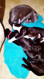 Dog looking at camera