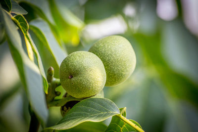 Close-up of fruits