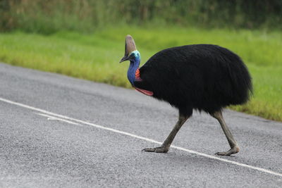 Side view of a bird on the road