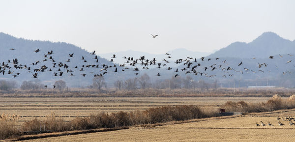 Flock of birds flying over land