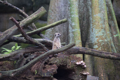 Meerkat sitting on tree